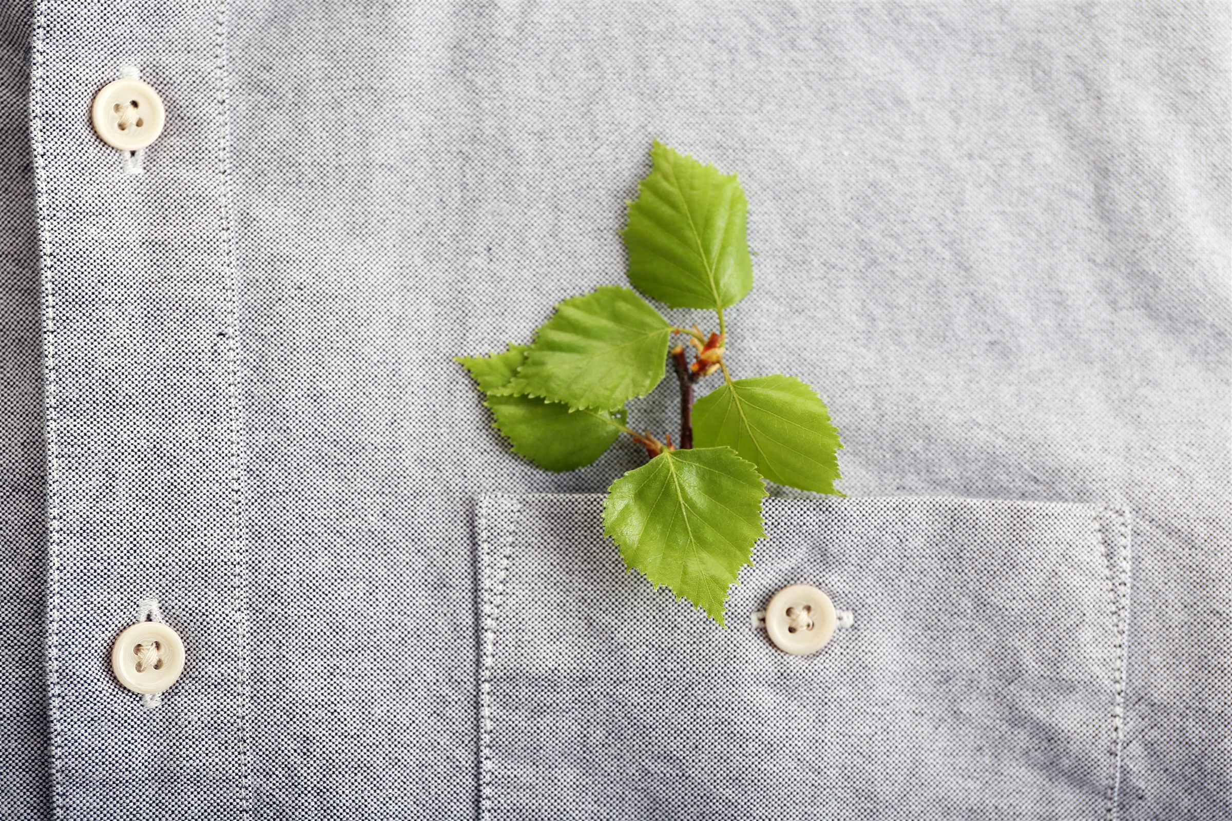 Fresh green leaves tucked in a shirt pocket